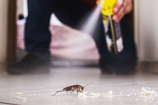 Best Cockroach Control Services  in Downey, CA