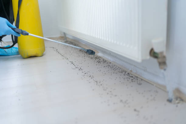 Best Affordable Pest Control Services  in Downey, CA